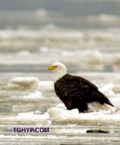 eaglefest