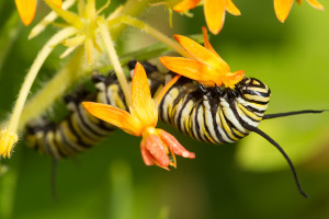 http://mdc.mo.gov/newsroom/monarch-butterflies-could-use-your-help