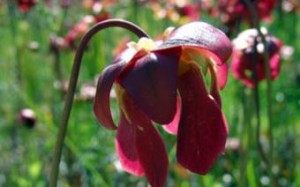 Atlanta Botanical Garden