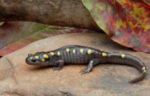http://www.virginiaherpetologicalsociety.com/amphibians/salamanders/spotted-salamander/sp_spotted%20salamander224.JPG