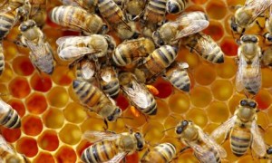 http://www.theguardian.com/environment/2014/may/09/honeybees-dying-insecticide-harvard-study