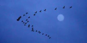 http://www.worldmigratorybirdday.org/2011/index.php?option=com_content&view=article&id=52:migrationjust-think-about-it&catid=11:latest-news