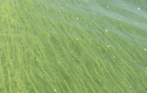 http://www.cleveland.com/opinion/index.ssf/2014/06/are_green_lawns_worth_the_risk.html