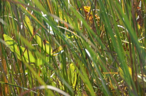 grasses_constitution marsh