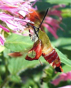 http://www.fcps.edu/islandcreekes/ecology/hummingbird_moth.htm