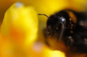 A bumblebee collects pollen on a flower near Darmstadt south of Frankfurt