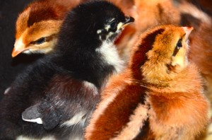baby chicks_2015