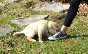 puppy on grass with sneaker