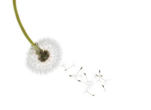 CONSUMER REPORTS_lawn care without the chemicals