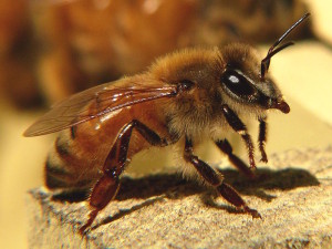 Honeybee-27527-1.jpg_wiki