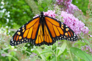 Male_monarch_butterfly_wiki_JPG