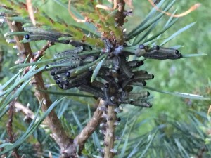 SAW FLY CATERPILLARS IN A SCOTCH PINE_DL