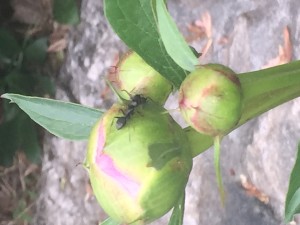peony and ant_dl