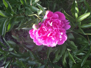 peony_hot pink_dl