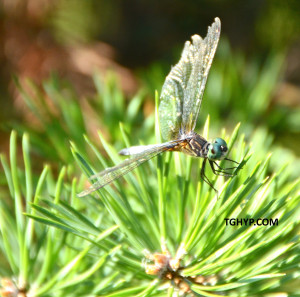 DRAGONFLY