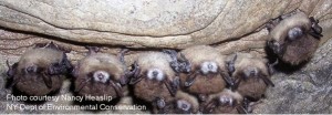 bats Little brown bats (Myotis lucifugus) with white-nose syndrome, New York