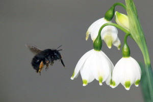 Spring_Snowflake_(Leucojum_vernum)_and bee_wiki