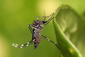 Aedes aegpti mosquito_wiki