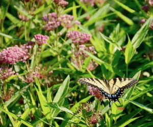 Swallowtail on milkweed