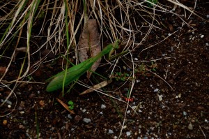 mantis next to fall leaves and deschampsia