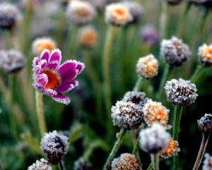 Frosted_Flower_ Wiki