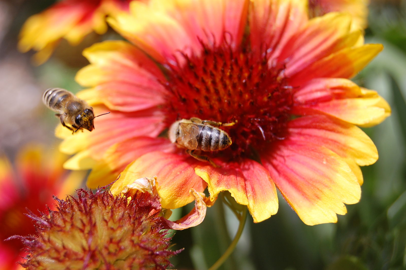 The Great Healthy Yard Project » Neonicotinoids aren’t just in plants